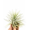 Tillandsia Ionantha Groen X20
