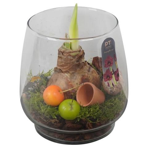 <h4>PTAA8811 Arrangement Amaryllis in glazen vaas</h4>