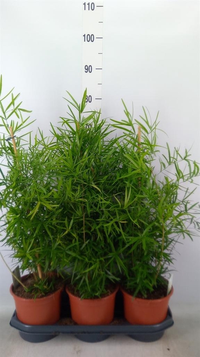 <h4>Asparagus falcatus</h4>