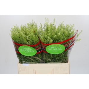 Lepidium Green Dragon