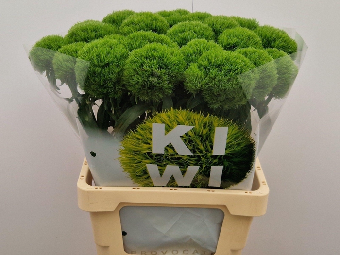 <h4>Di Barb Kiwi Mellow</h4>