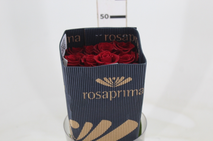 <h4>ROSA VERMELHA FREEDOM 050 IMPORTADA</h4>