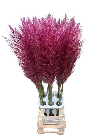 <h4>CORTADERIA OPGETROKKEN PURPLE STEM</h4>