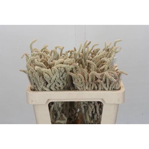 AMAR YEARMING DESERT chambre