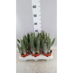 Opuntia