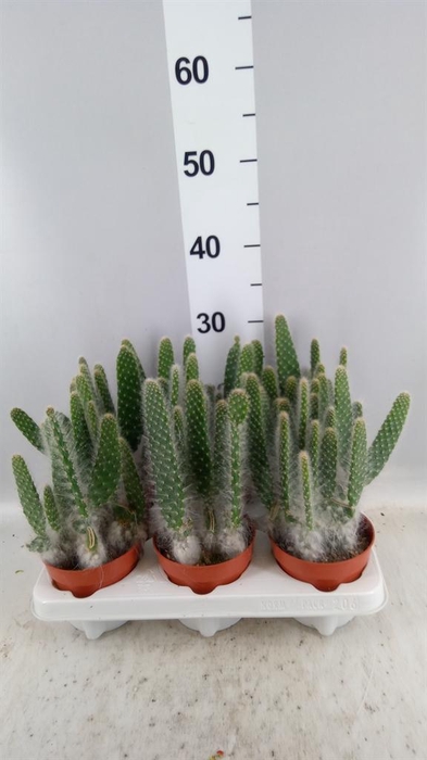 <h4>Opuntia</h4>