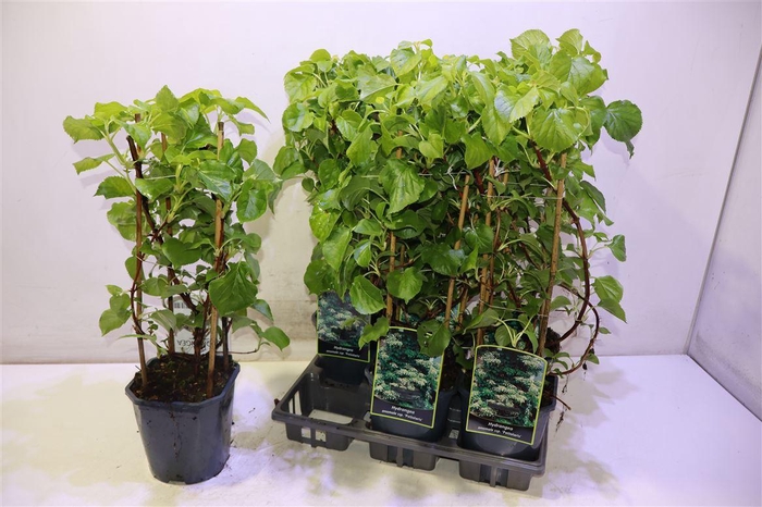 <h4>Hydr Petiolaris</h4>