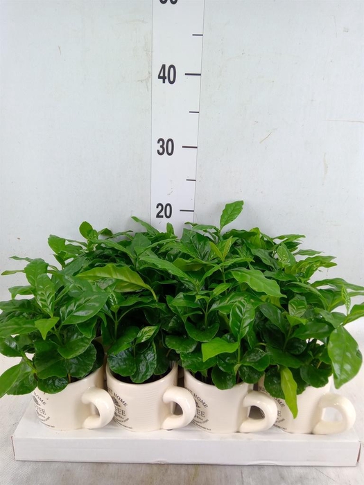 <h4>Coffea arabica</h4>