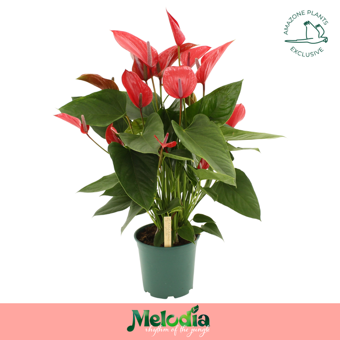 <h4>Anthurium Melodia Ibis 21cm</h4>