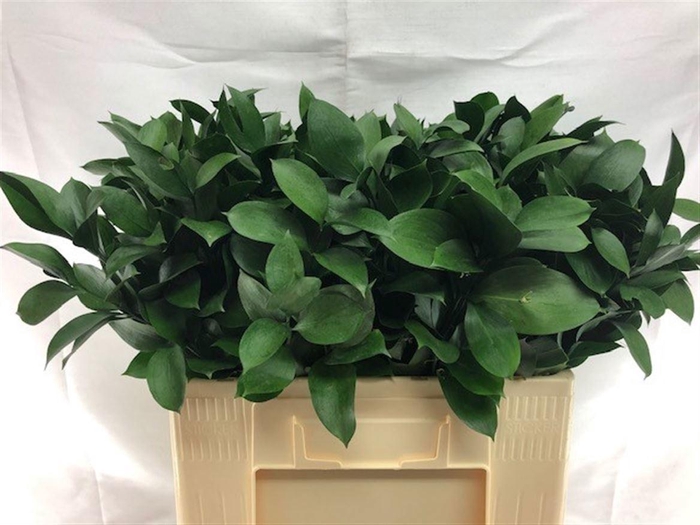 <h4>RUSCUS HYPOPHYLLUM</h4>