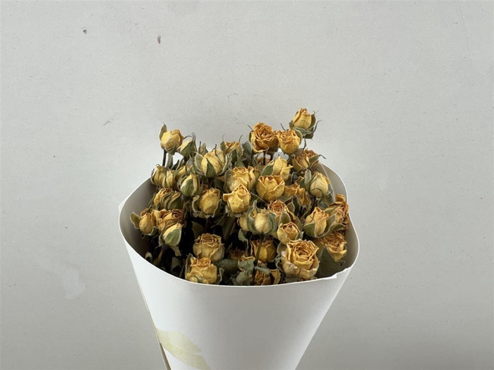 Dried Roses Spray Yellow 100gr Bunch