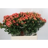 Hypericum Magical Royal Princess