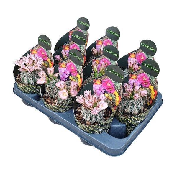 <h4>Gynnocalycium Bruchii Potcover</h4>