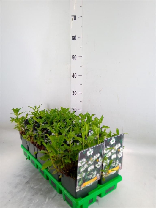 <h4>Monarda didyma</h4>