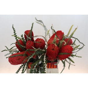 Banksia Speciosa Red