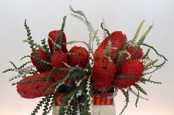 <h4>Banksia Speciosa Red</h4>