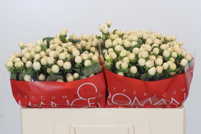 <h4>Hypericum Cool Romance</h4>