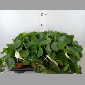 Pilea peperomioides