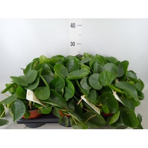 Pilea peperomioides