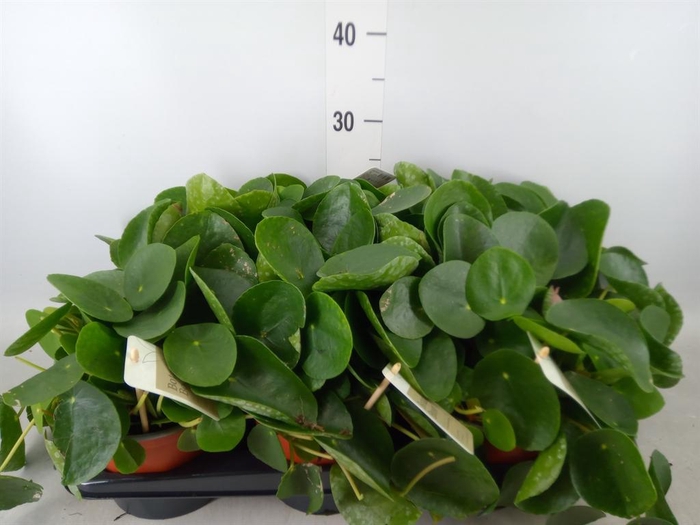 <h4>Pilea peperomioides</h4>