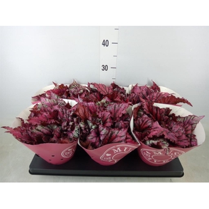 Begonia BD 'MagicColours Lambada'