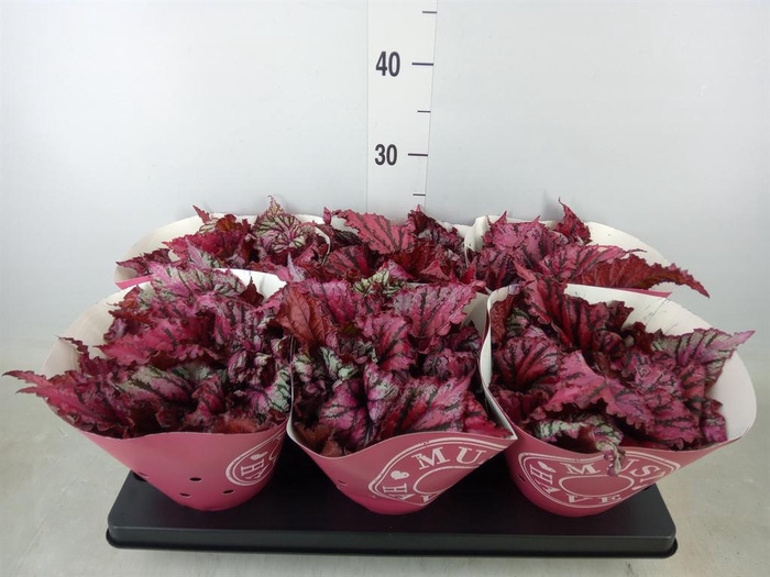 <h4>Begonia BD 'MagicColours Lambada'</h4>