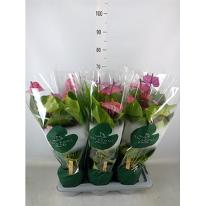 Anthurium andr. 'Cavalli'