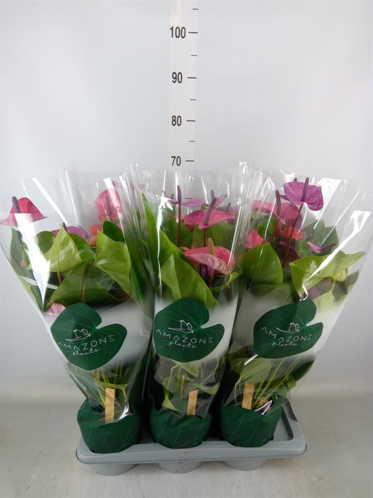 <h4>Anthurium andr. 'Cavalli'</h4>