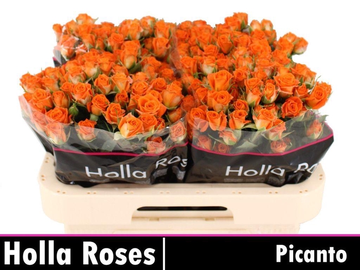 <h4>Rosa spray picanto</h4>