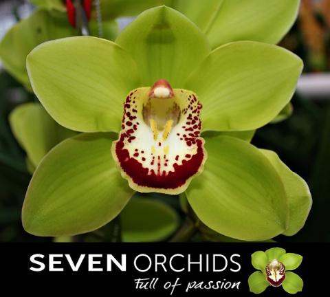 <h4>CYMB T MRS DUBLIN</h4>