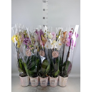 Phalaenopsis   ...mix
