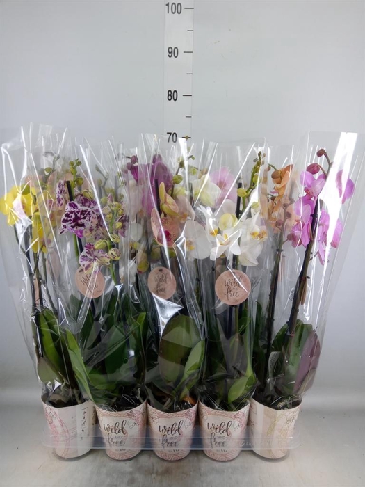 <h4>Phalaenopsis   ...mix</h4>