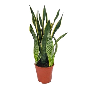 Sansevieria Laurentii 19 cm