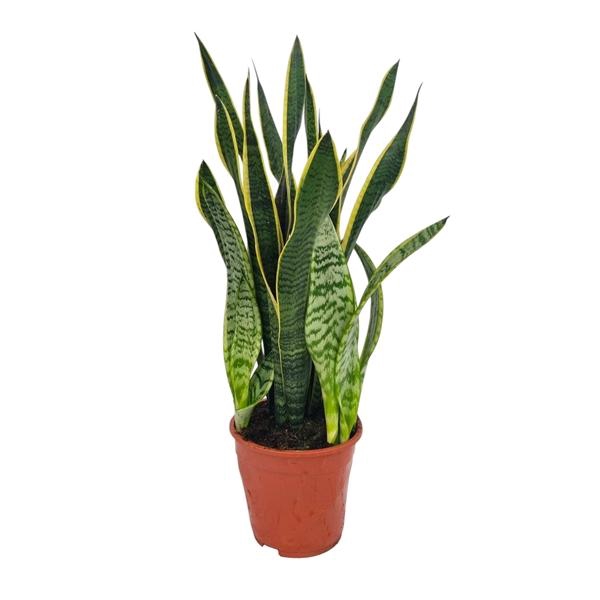 <h4>Sansevieria Laurentii 19 cm</h4>