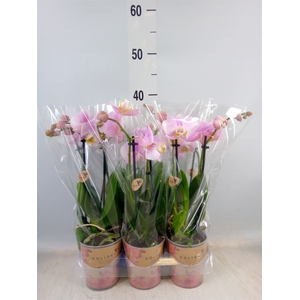 Phalaenopsis multi. 'FC Angel Eyes'