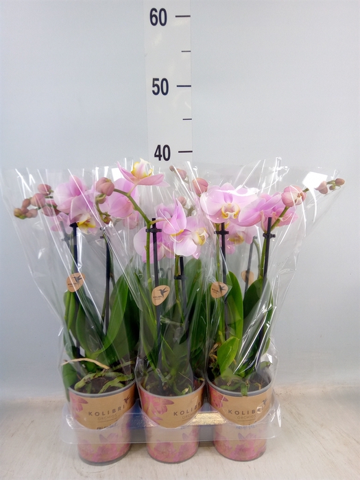 <h4>Phalaenopsis multi. 'FC Angel Eyes'</h4>