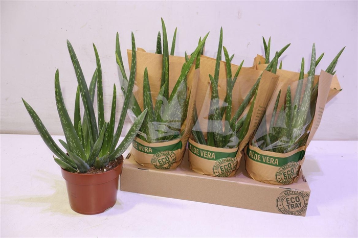 <h4>Aloe Vera</h4>