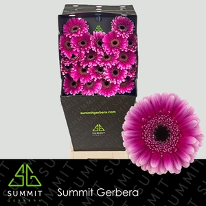 Germini Design Diamond