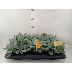 Senecio cephal. 'Mountain Fire'