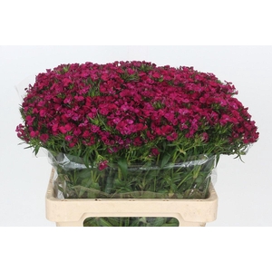 Dianthus Br Amazon Neon Cherry