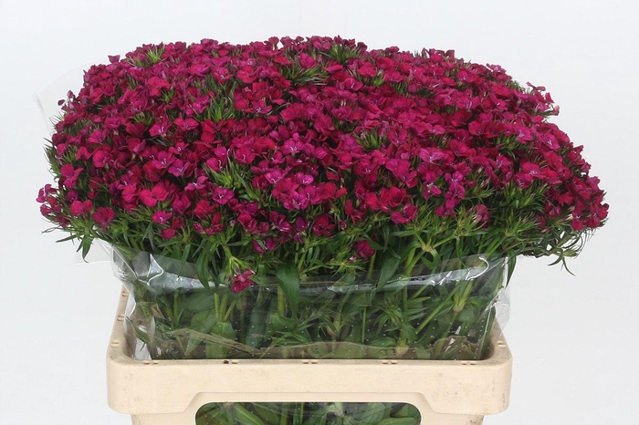 <h4>Dianthus Br Amazon Neon Cherry</h4>