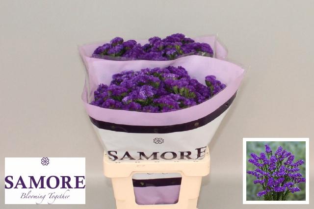 <h4>Lim S Navy Sun Birds</h4>