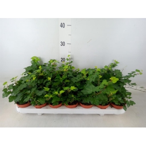 Hedera helix 'Wonder'