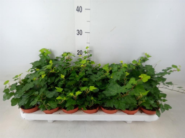 <h4>Hedera helix 'Wonder'</h4>