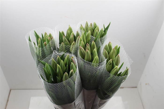 <h4>Tu Fr En Romaine</h4>