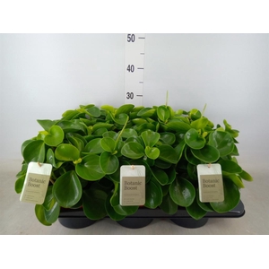 Peperomia obt. 'Green Gold'