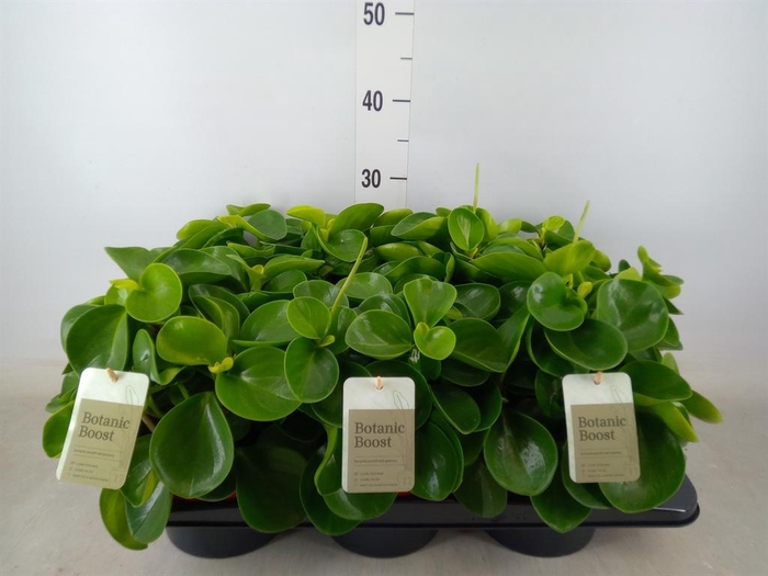 <h4>Peperomia obt. 'Green Gold'</h4>