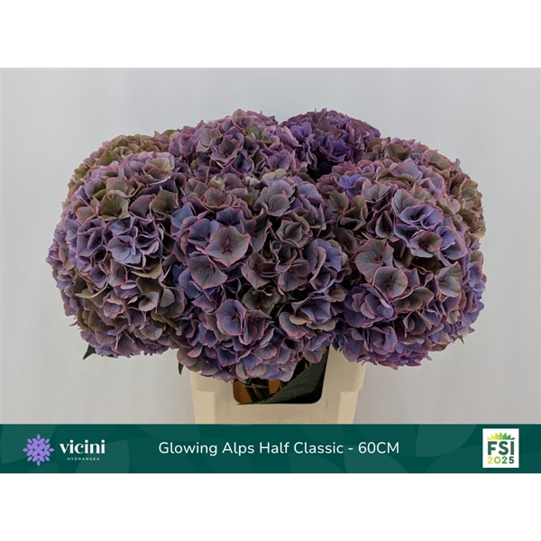 <h4>Hydr Glowing Alps Half Classic 60 cm Vicini</h4>