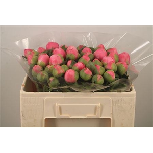 Paeo L Salmon Chiffon