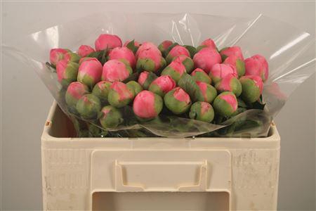 <h4>Paeo L Salmon Chiffon</h4>